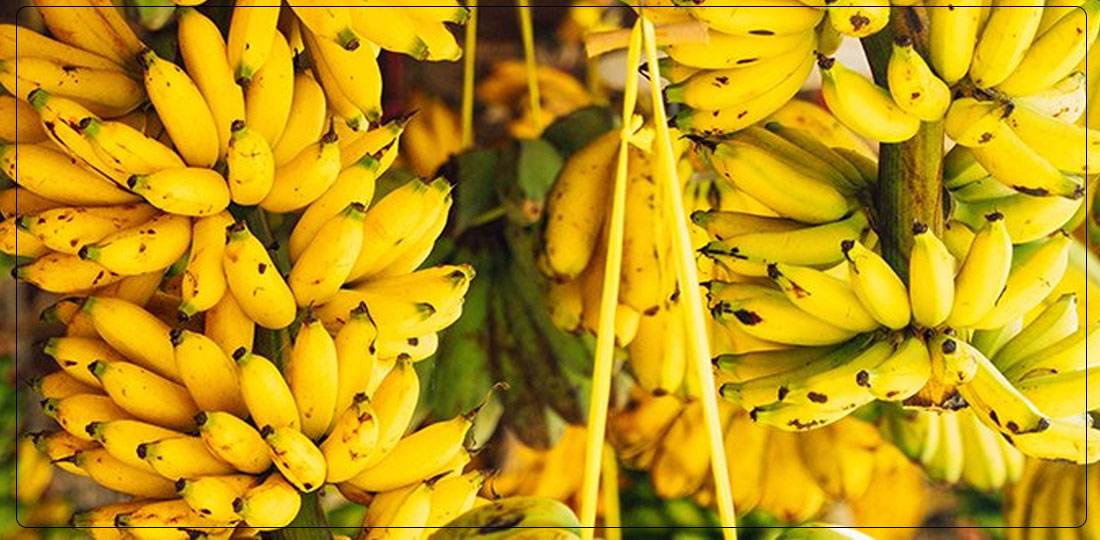 केराको मूल्यमा बिचौलियाको प्रभाव, किसान र उपभोक्ता दुवै मारमा