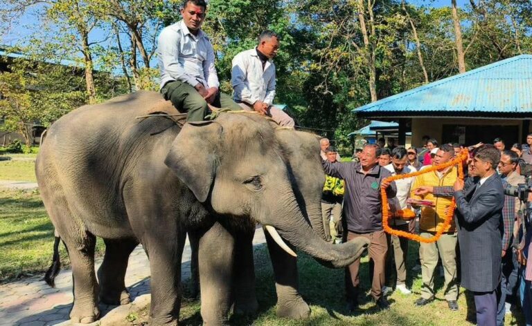 रुद्रकली र खगेन्द्रप्रसाद नामका दुई हात्ती कतार पुगे