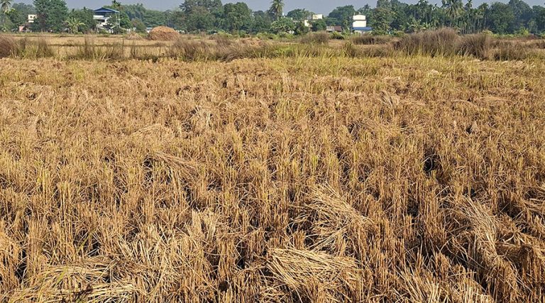 धानको उत्पादन घट्ने अनुमान, खाद्य सुरक्षामा चुनौती