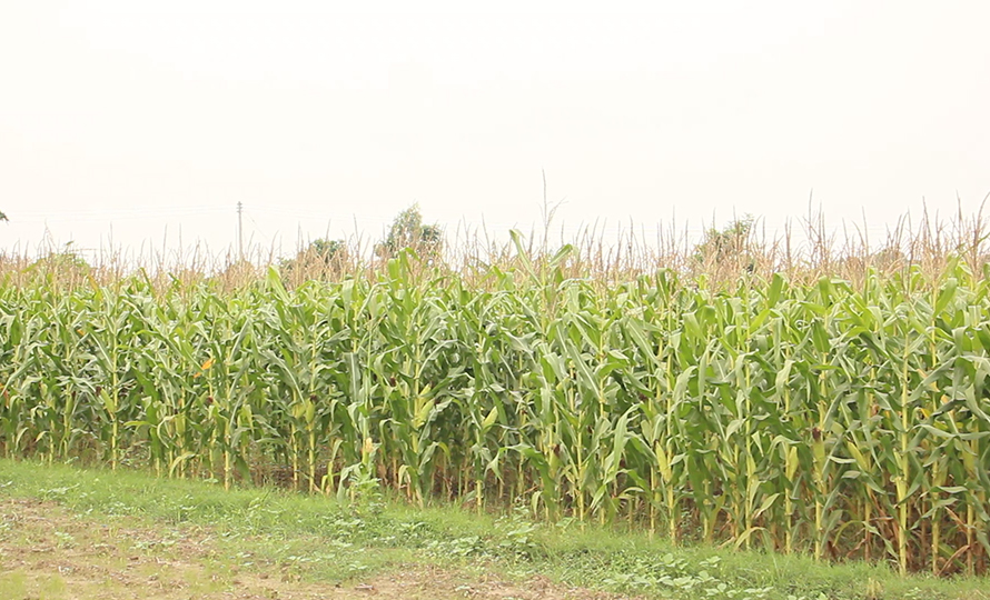 प्राकृतिक विपद्ले थलिएको कृषि: झापा गाउँपालिकालाई ‘संकटग्रस्त क्षेत्र’ घोषणा गर्न किसानको माग