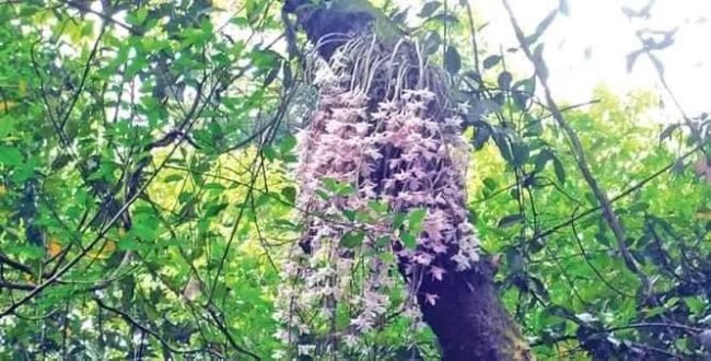 सलहेश फूलबारीमा नयाँ वर्षको मेला: एक दिन मात्र फुल्ने फूल हेर्न भीड