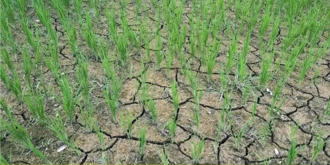 यस वर्ष मनसुन कमजोर हुने प्रक्षेपण, कृषि क्षेत्रमा असर पर्ने चिन्ता