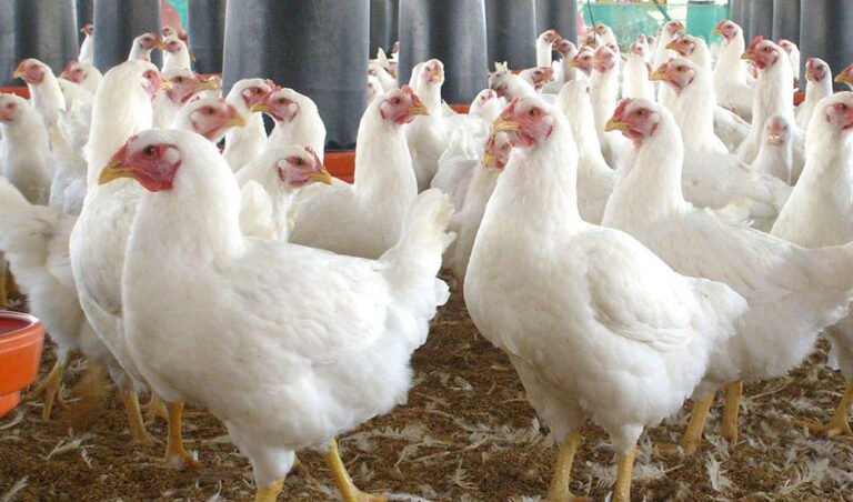 गोकर्णेश्वरका तीन वडामा बर्ड फ्लु पुष्टि