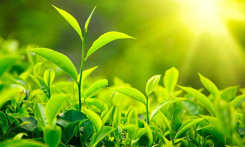 भारतीय अवरोध हटेपछि नेपाली चिया निर्यात सहज हुने