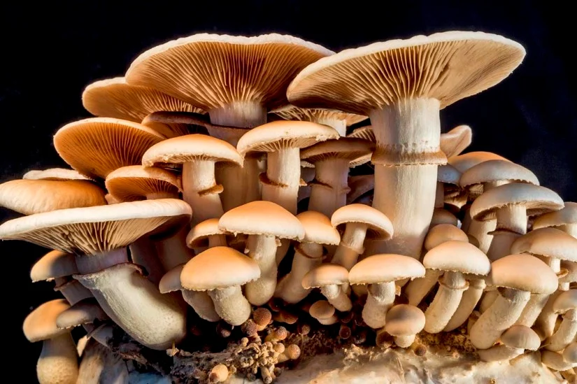 जंगली च्याउ सेवनले चितवनमा दुई बालबालिकाको मृत्यु